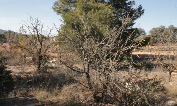 Herverkoop - Finca Landelijk pand -
Lel - Lel Alicante
