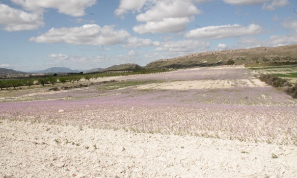 Sale - Finca Country Property -
Cañada del Trigo - Canada del Trigo Murcia