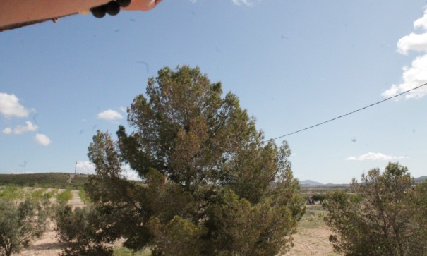 Sale - Finca Country Property -
Cañada del Trigo - Canada del Trigo Murcia