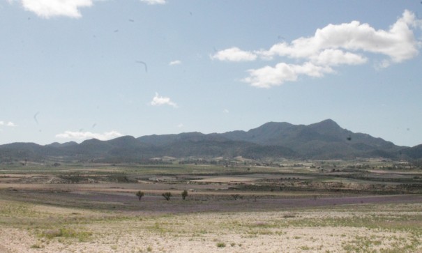 Sale - Finca Country Property -
Cañada del Trigo - Canada del Trigo Murcia