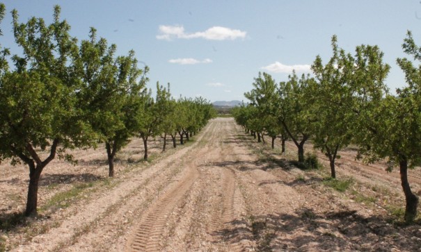 Sale - Finca Country Property -
Cañada del Trigo - Canada del Trigo Murcia