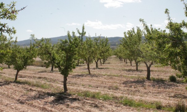 Sale - Finca Country Property -
Cañada del Trigo - Canada del Trigo Murcia