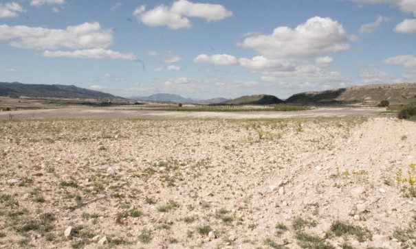 Sale - Finca Country Property -
Cañada del Trigo - Canada del Trigo Murcia