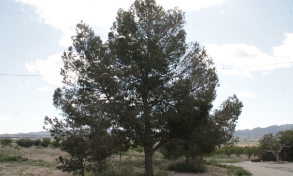 Sale - Finca Country Property -
Cañada del Trigo - Canada del Trigo Murcia