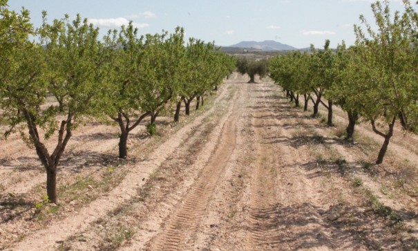 Sale - Finca Country Property -
Cañada del Trigo - Canada del Trigo Murcia