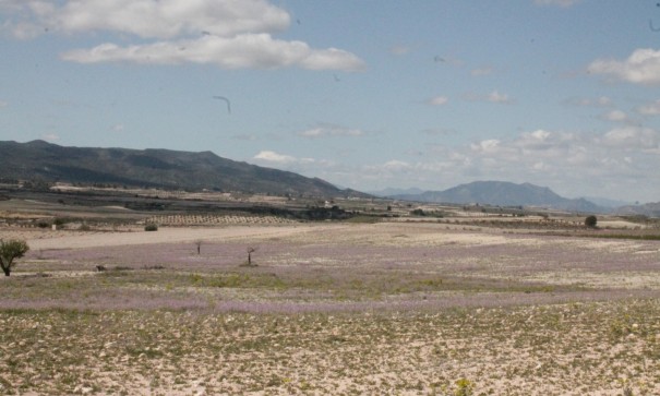 Sale - Finca Country Property -
Cañada del Trigo - Canada del Trigo Murcia