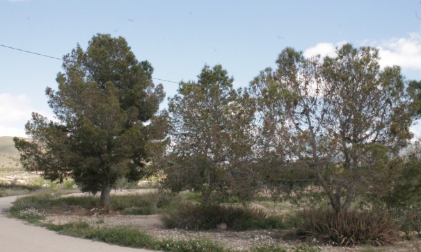 Sale - Finca Country Property -
Cañada del Trigo - Canada del Trigo Murcia