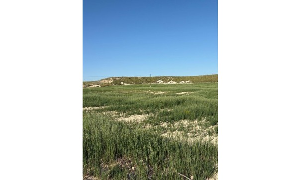 Sale - Finca Country Property -
Cañada del Trigo - Canada del Trigo Murcia