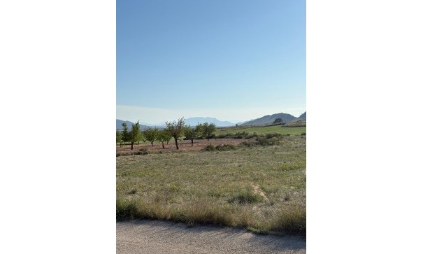 Sale - Finca Country Property -
Cañada del Trigo - Canada del Trigo Murcia