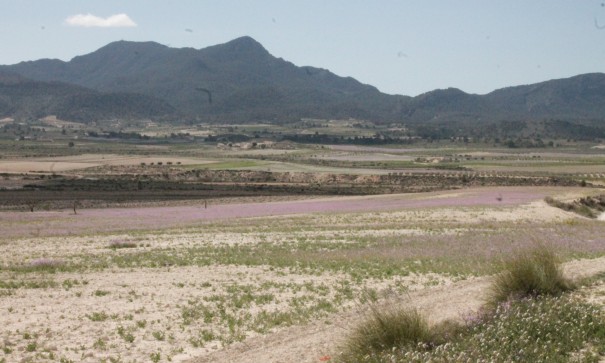 Sale - Finca Country Property -
Cañada del Trigo - Canada del Trigo Murcia