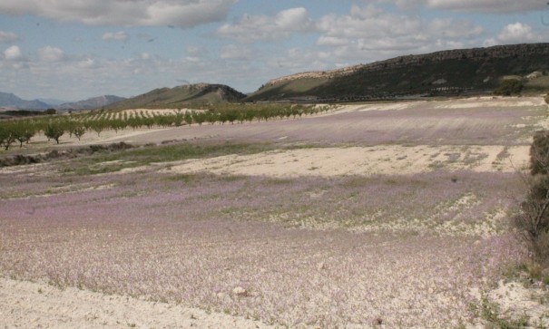 Sale - Finca Country Property -
Cañada del Trigo - Canada del Trigo Murcia