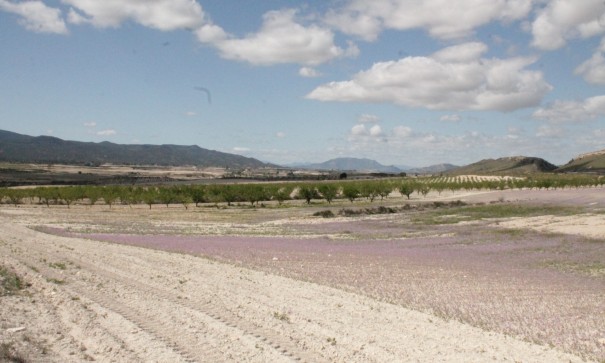 Sale - Finca Country Property -
Cañada del Trigo - Canada del Trigo Murcia