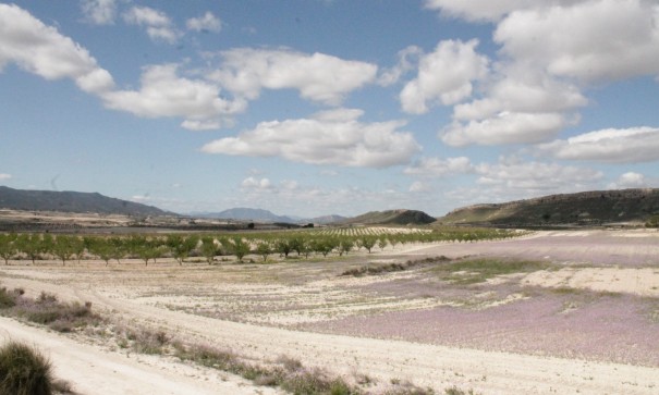 Sale - Finca Country Property -
Cañada del Trigo - Canada del Trigo Murcia