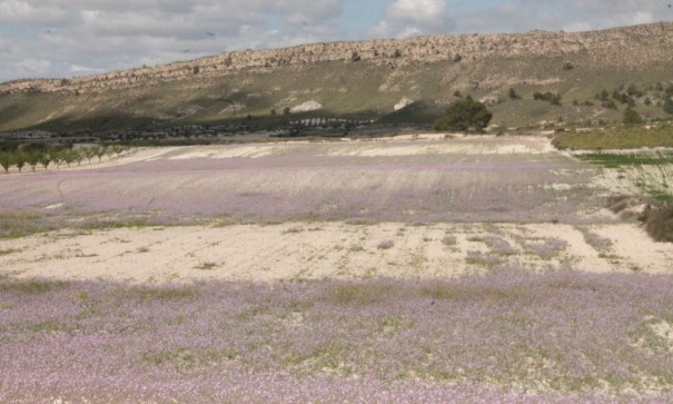 Sale - Finca Country Property -
Cañada del Trigo - Canada del Trigo Murcia