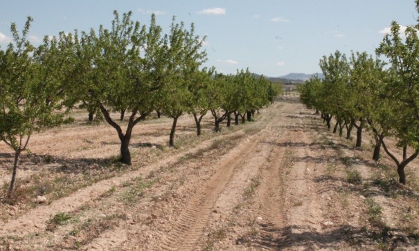 Sale - Finca Country Property -
Cañada del Trigo - Canada del Trigo Murcia