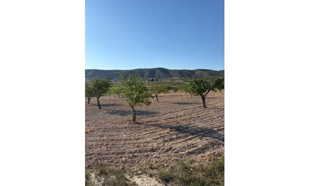 Sale - Finca Country Property -
Cañada del Trigo - Canada del Trigo Murcia