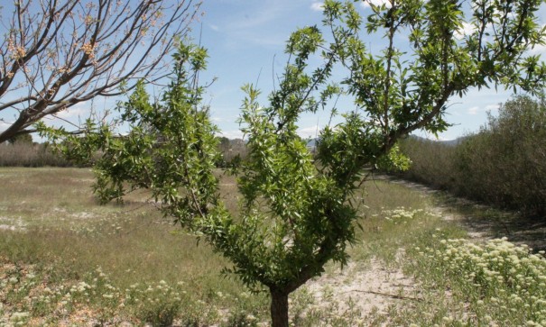 Sale - Finca Country Property -
Villena - Villena Alicante