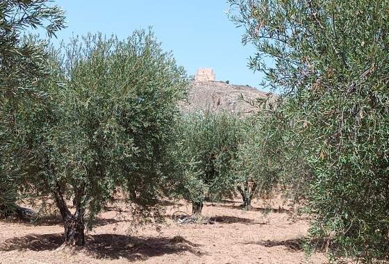 Sale - Finca Country Property -
Jumilla