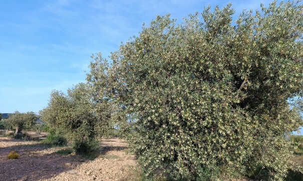 Resale - Finca Landgut -
Yecla