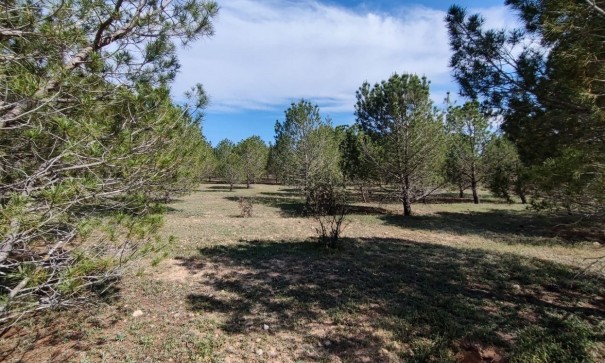 Videresalg - Finca landejendom -
Yecla