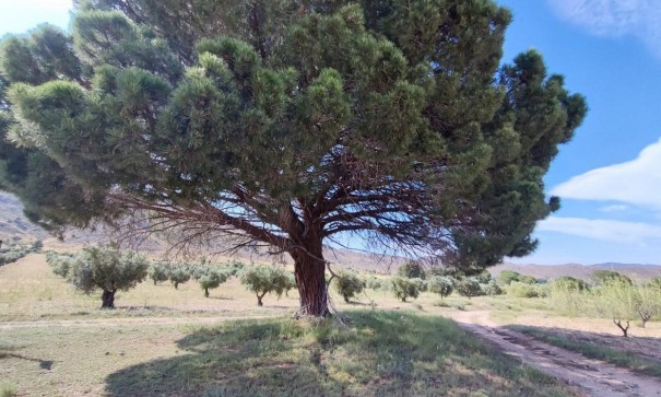 Videresalg - Finca landejendom -
Yecla