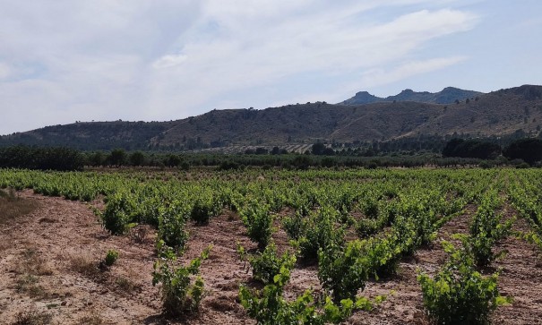 Videresalg - Finca landejendom -
Yecla