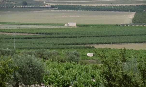 Videresalg - Fritliggende villa -
Yecla