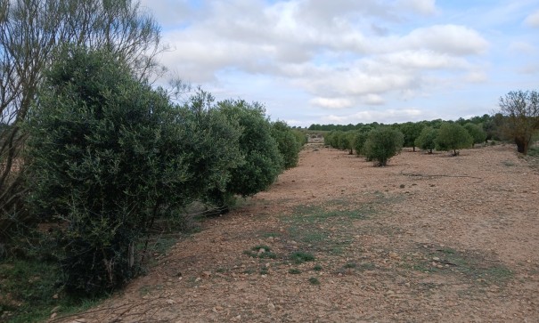 Återförsäljning - Vomt Mark -
Yecla