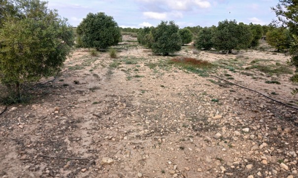 Återförsäljning - Vomt Mark -
Yecla