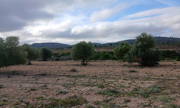 Återförsäljning - Vomt Mark -
Yecla