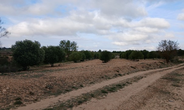 Återförsäljning - Vomt Mark -
Yecla