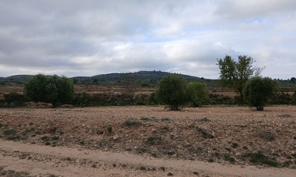 Återförsäljning - Vomt Mark -
Yecla