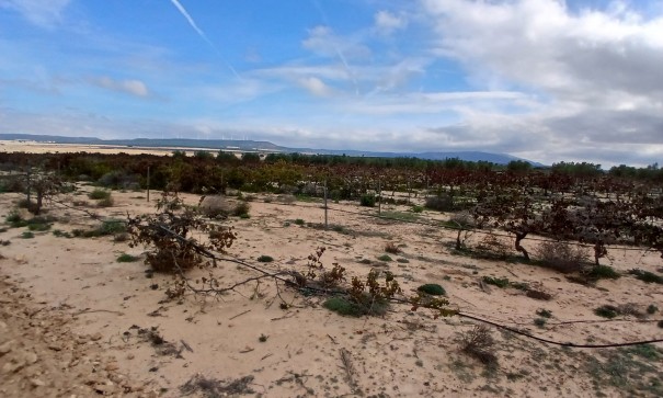 Återförsäljning - Vomt Mark -
Yecla