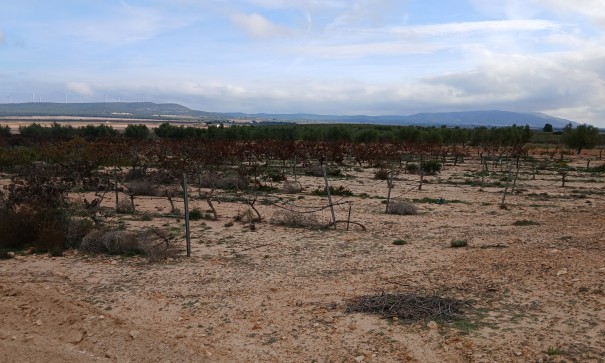 Återförsäljning - Vomt Mark -
Yecla