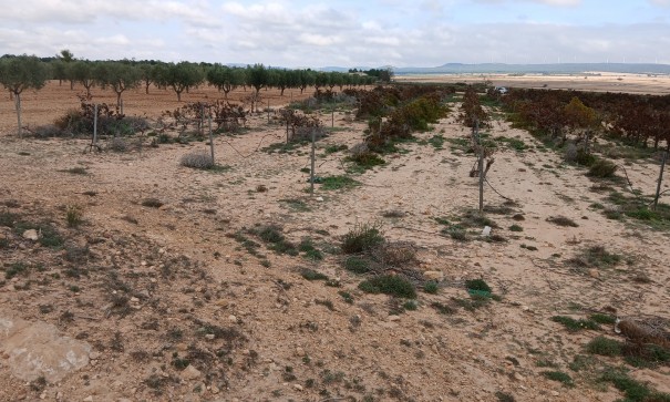 Återförsäljning - Vomt Mark -
Yecla