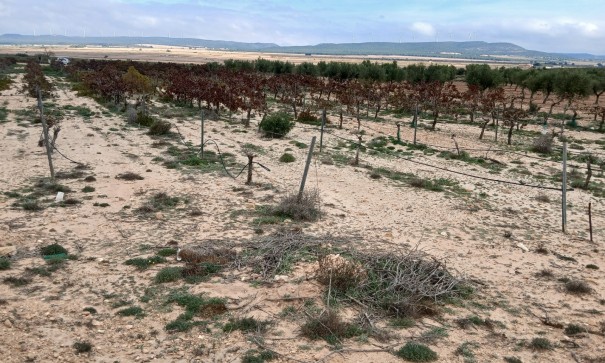 Återförsäljning - Vomt Mark -
Yecla