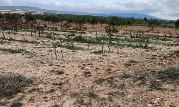 Återförsäljning - Vomt Mark -
Yecla