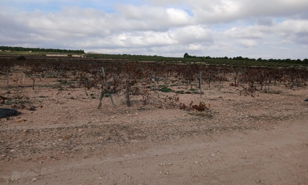 Revente - Parcelle Terrain -
Yecla