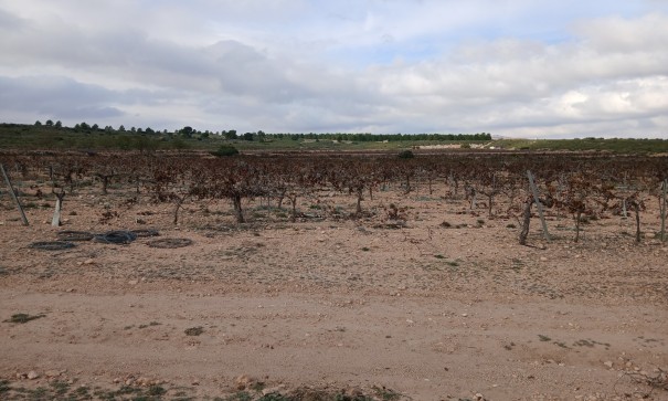 Revente - Parcelle Terrain -
Yecla