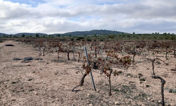 Revente - Parcelle Terrain -
Yecla