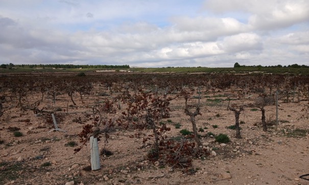 Revente - Parcelle Terrain -
Yecla
