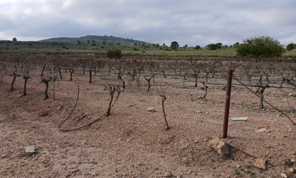 Revente - Parcelle Terrain -
Yecla