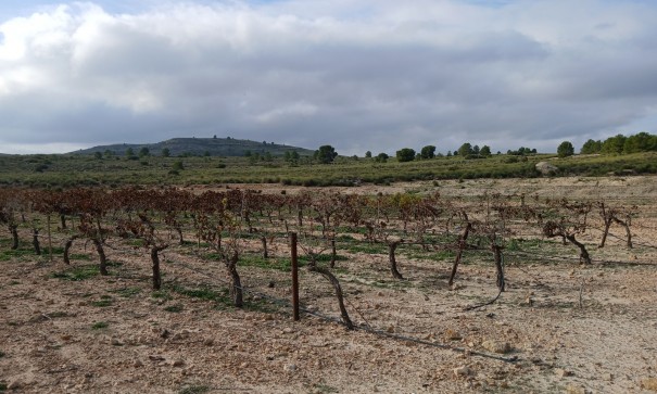 Revente - Parcelle Terrain -
Yecla