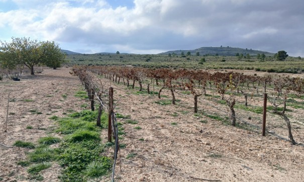 Revente - Parcelle Terrain -
Yecla