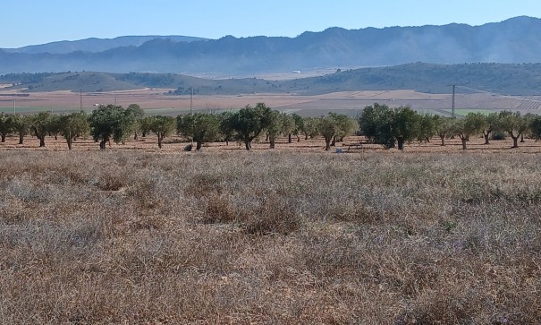 Herverkoop - Perceel Grond -
Yecla