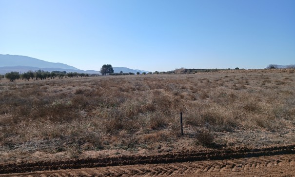 Herverkoop - Perceel Grond -
Yecla