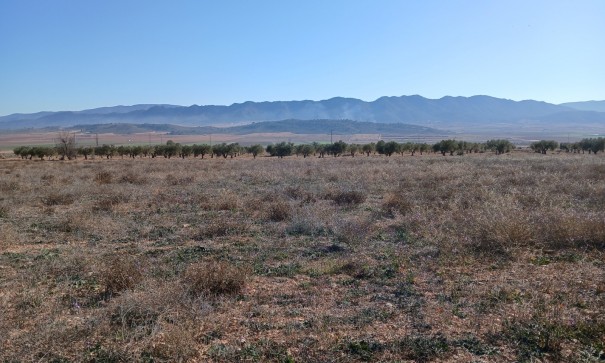 Herverkoop - Perceel Grond -
Yecla