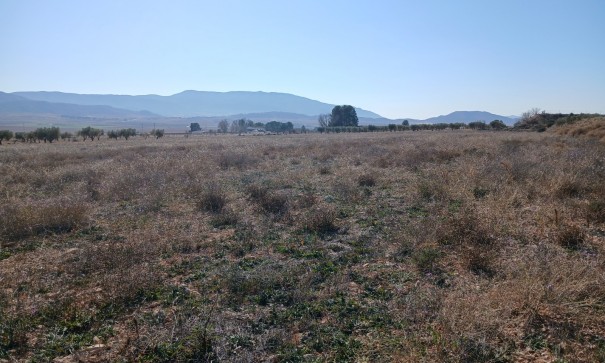 Herverkoop - Perceel Grond -
Yecla