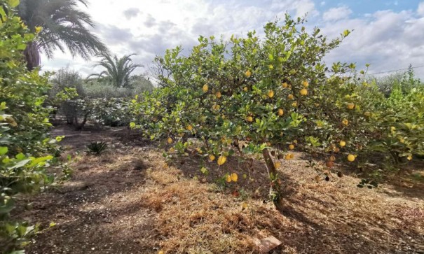 Resale - Finca Landgut -
Catral