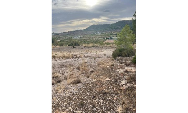Venta - Parcela Terreno -
Pinoso - Pinoso Alicante